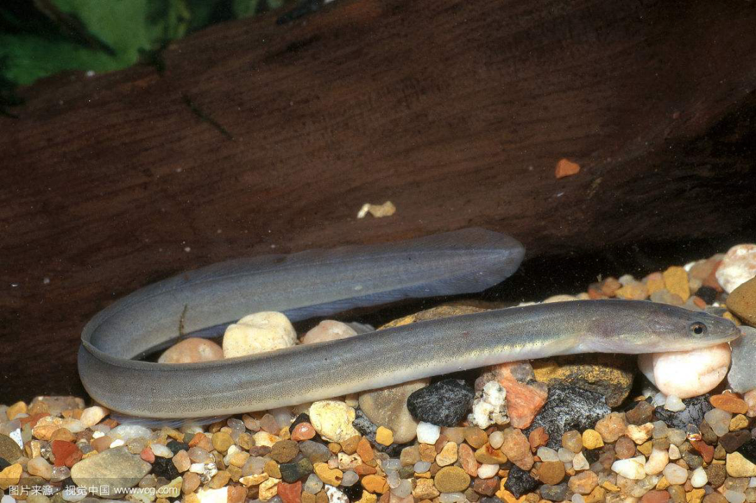 被吃成濒危物种的鱼,被人吃到濒临灭绝的野生动物