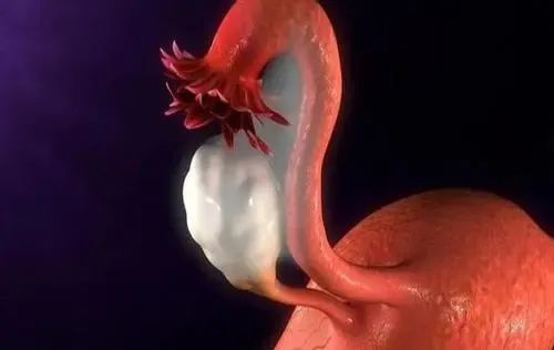 多囊卵巢冻龄,30年龄的卵巢怎么保养