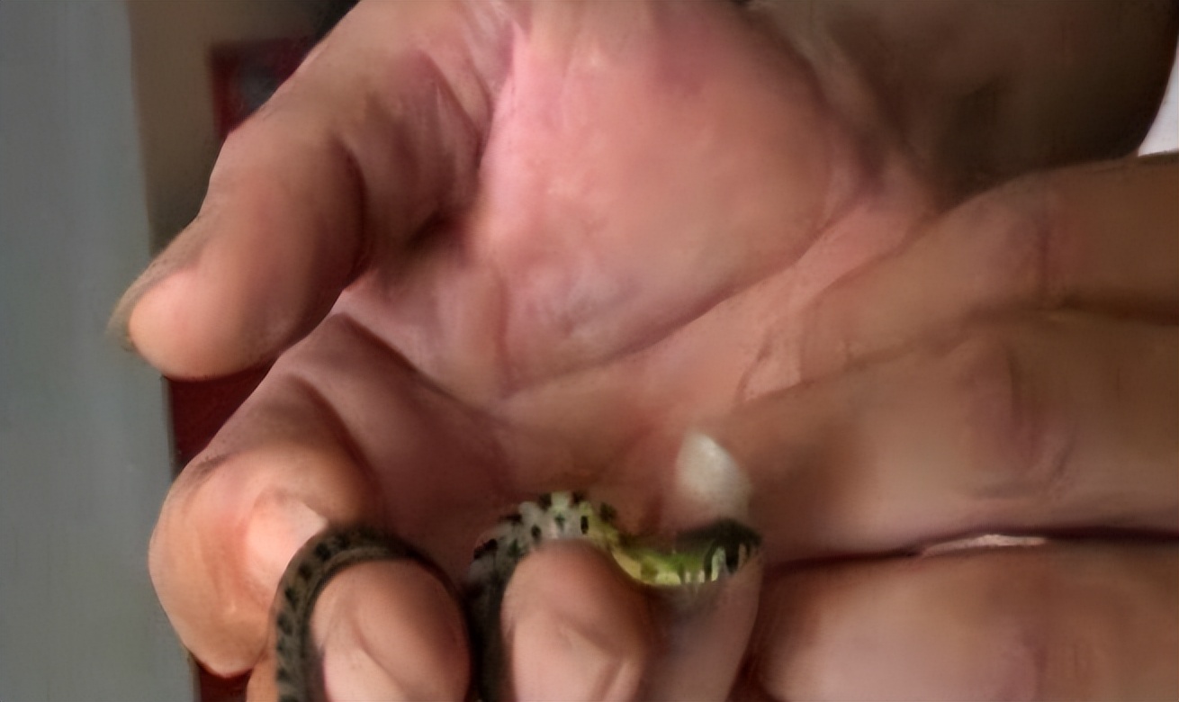 海南巨蟒现状,50年代南海巨蟒事件