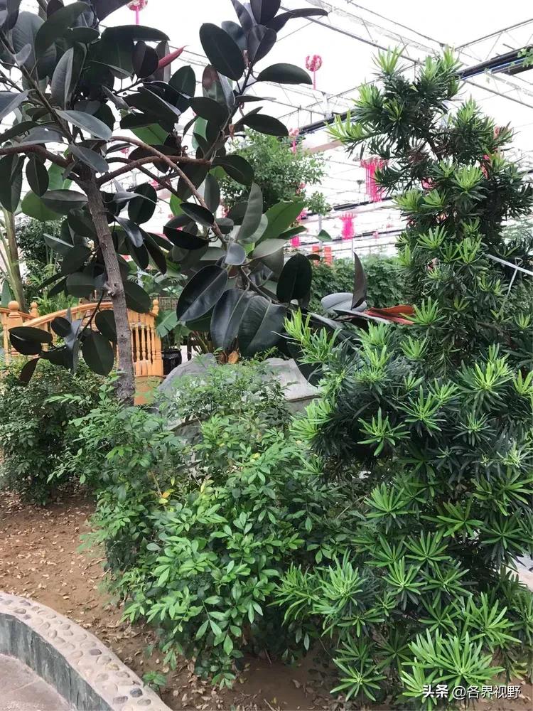 榆林生态旅游,榆林市牛家梁瑞丰生态园游泳池