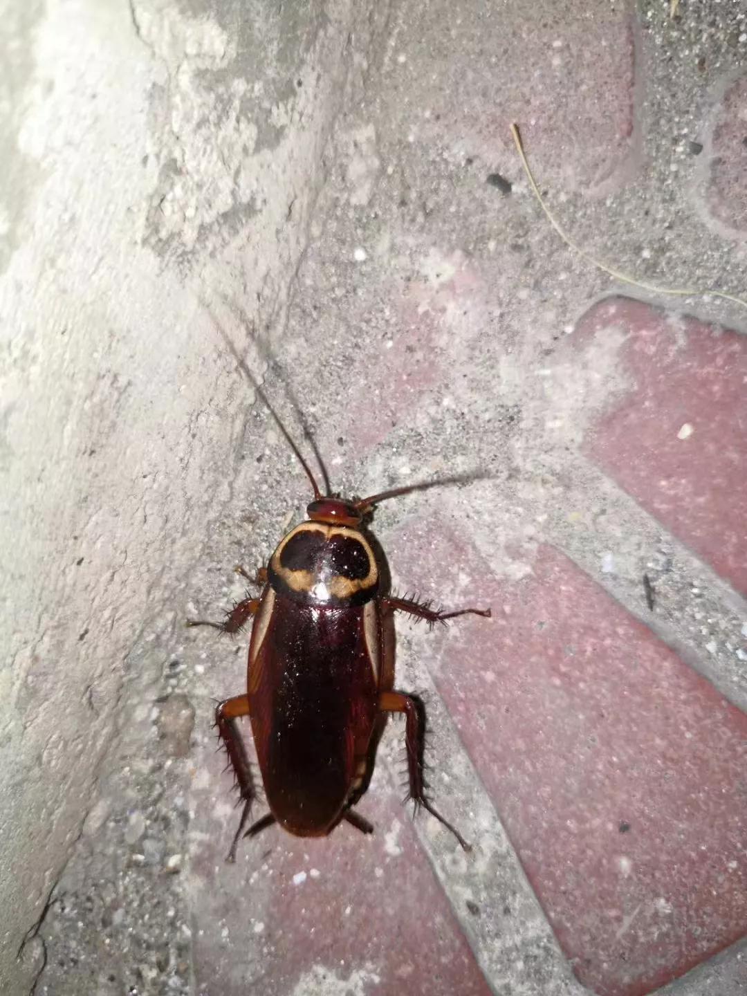 西安灭蟑螂哪个公司最好,西安灭杀蟑螂哪家划算