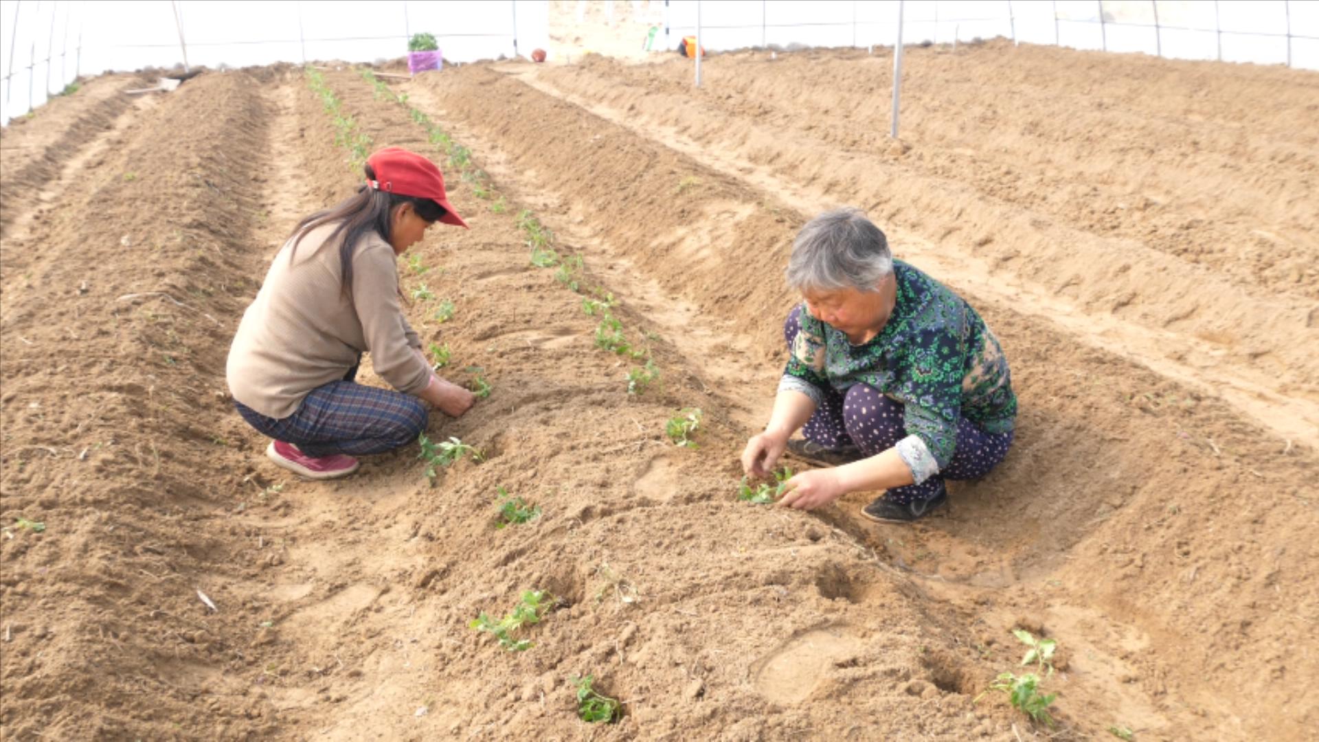 蔬菜重茬总是长不好？换个种植方法，不靠闷棚一样能高产