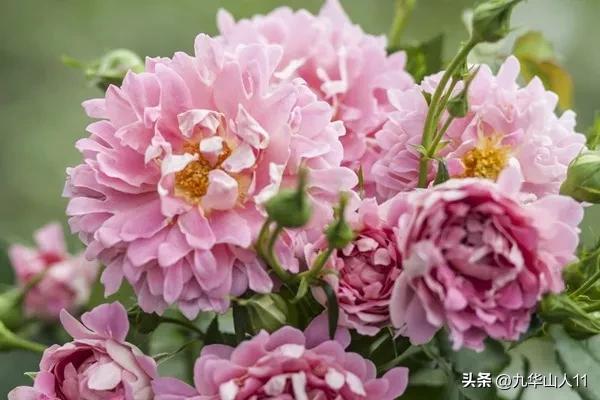 藤本月季品种列表,小型的藤本月季品种