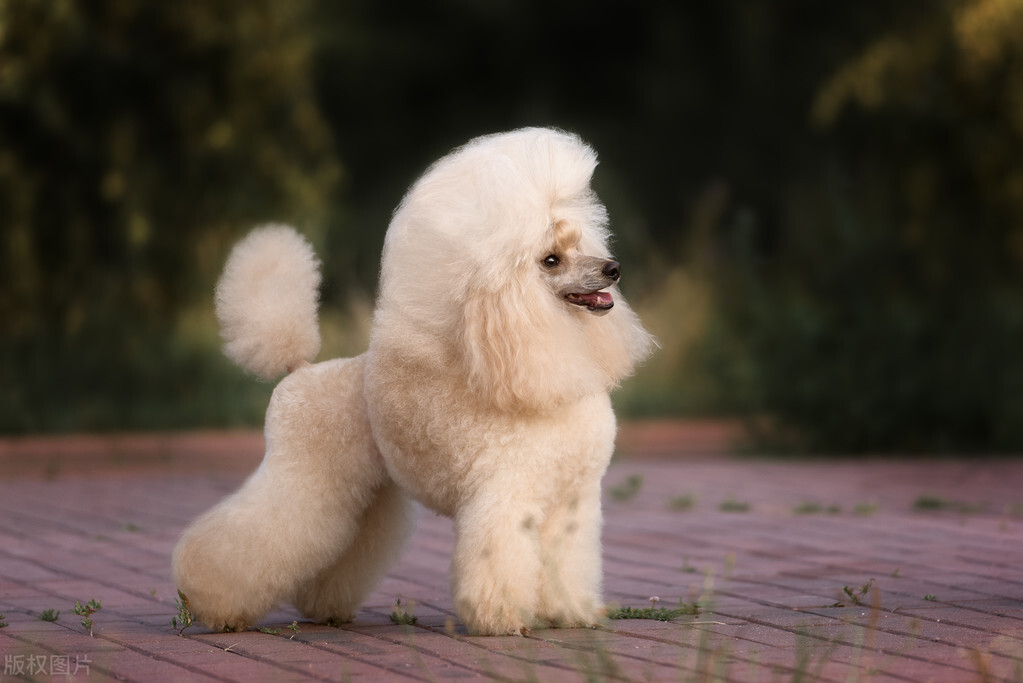 养狗首选这7种狗不贵又好养,新人养狗首选什么狗