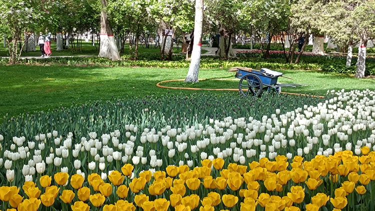 郁金香高贵典雅姿态万千,淡雅郁金香