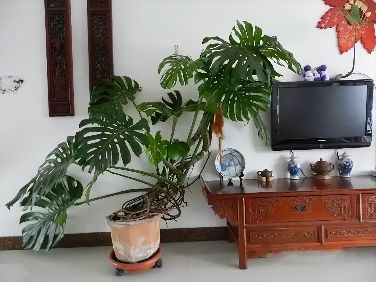 枝繁叶茂的风水树,住宅常宜栽种的有十大吉树