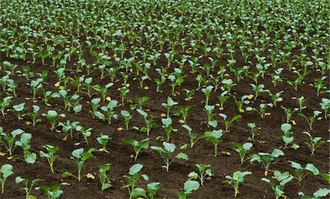 日本垄断的西兰花,西兰花种子垄断