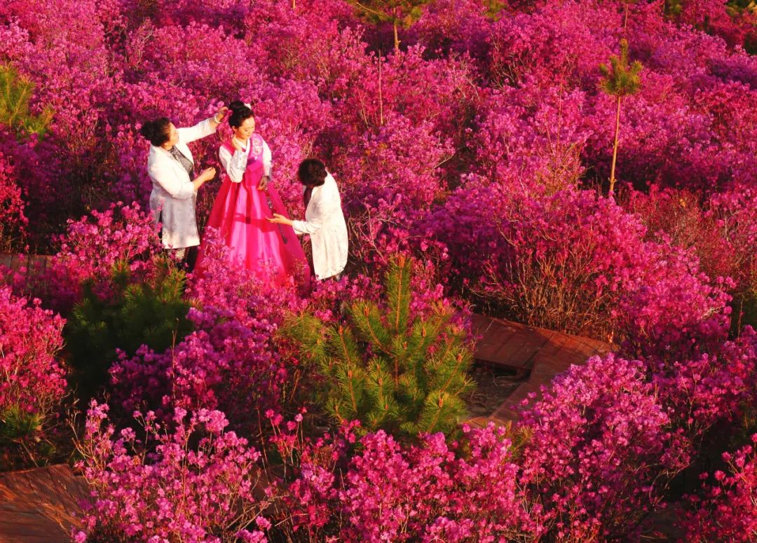 犇福金达莱地址,犇福农场金达莱多吗