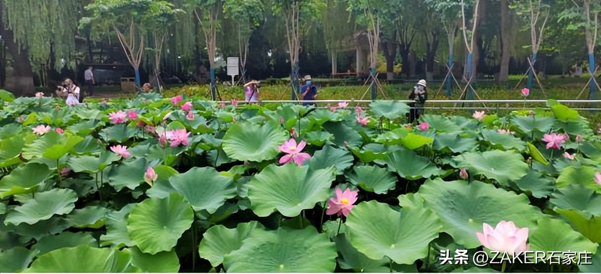 石家庄早新闻,早新闻完整内容