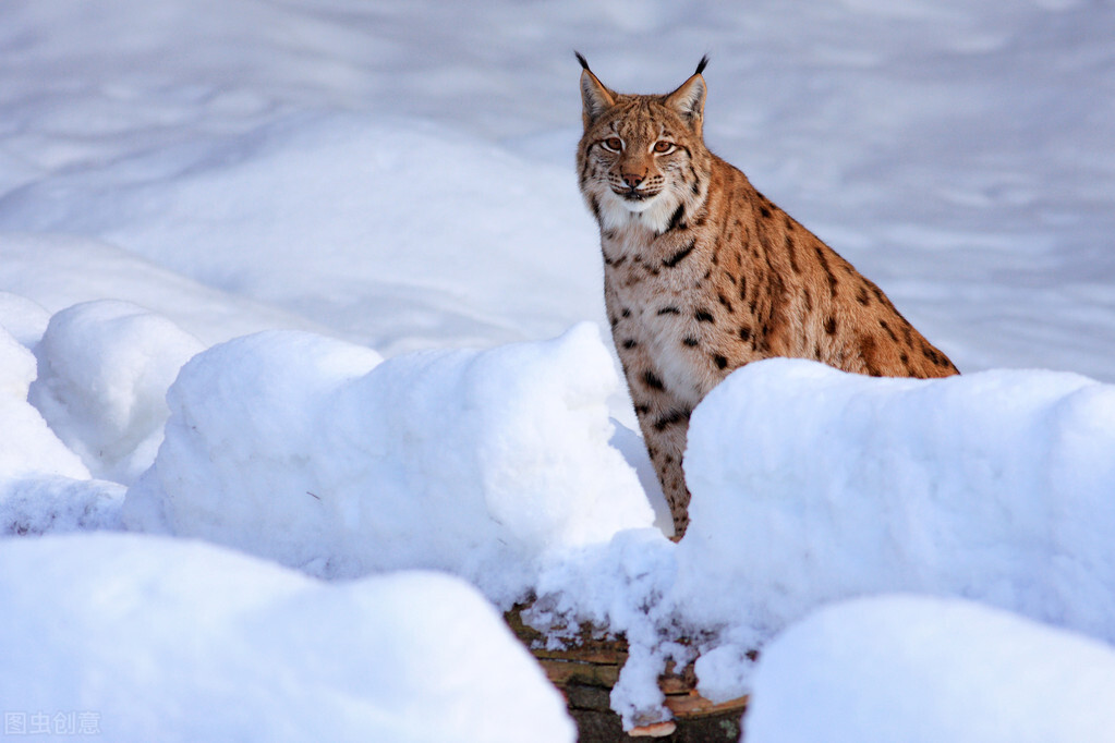 长期*杀屠**狼群幼崽，让狼群闻风丧胆，猞猁凭啥被称“杀狼机器”？