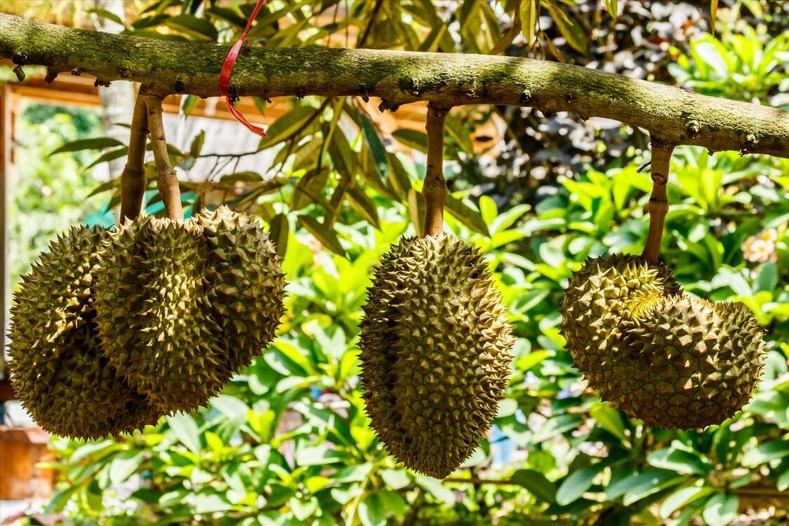 国产榴莲要来了,10元3斤还远吗?泰国:我的高价榴莲卖给谁!
