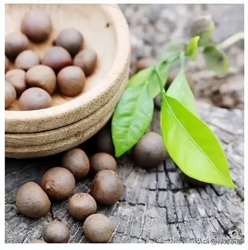 茶树为什么多生“南”而不生“北”？