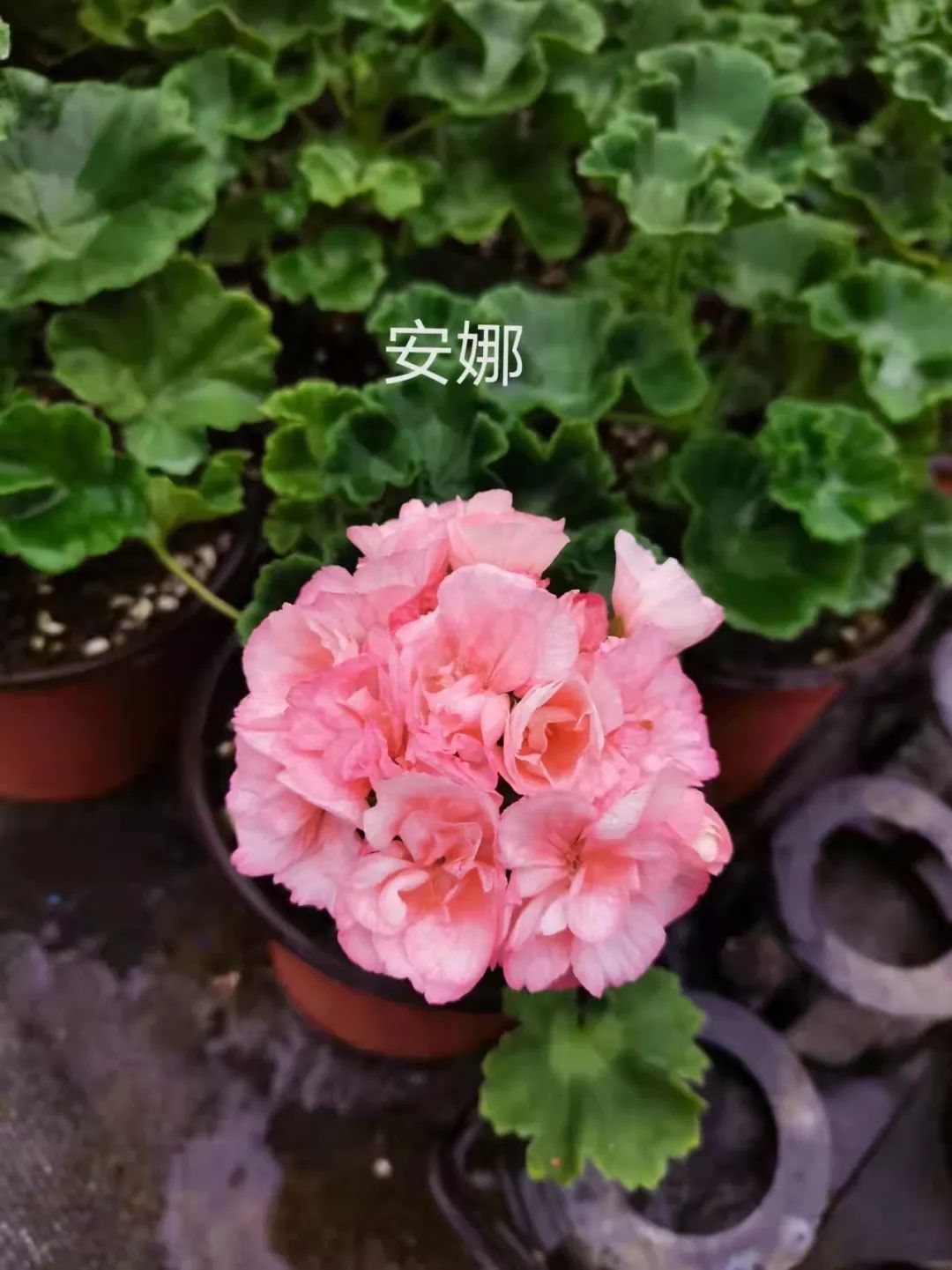 入门天竺葵的扦插方法图解,天竺葵扦插跟绣球扦插方法一样吗