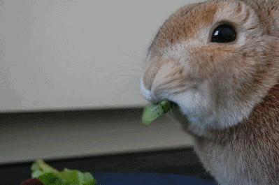 兔肉为什么没能成为主要肉食,吃草为何可以长肉