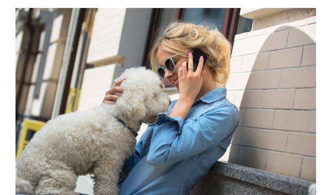 养比熊犬常见的几大坏习惯,比熊犬怎么训练独立的行为