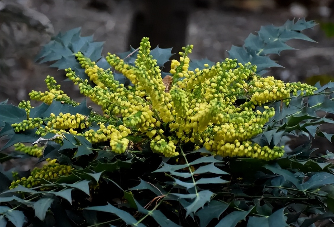 大气的花卉名字大全四个字,二字植物名字大全