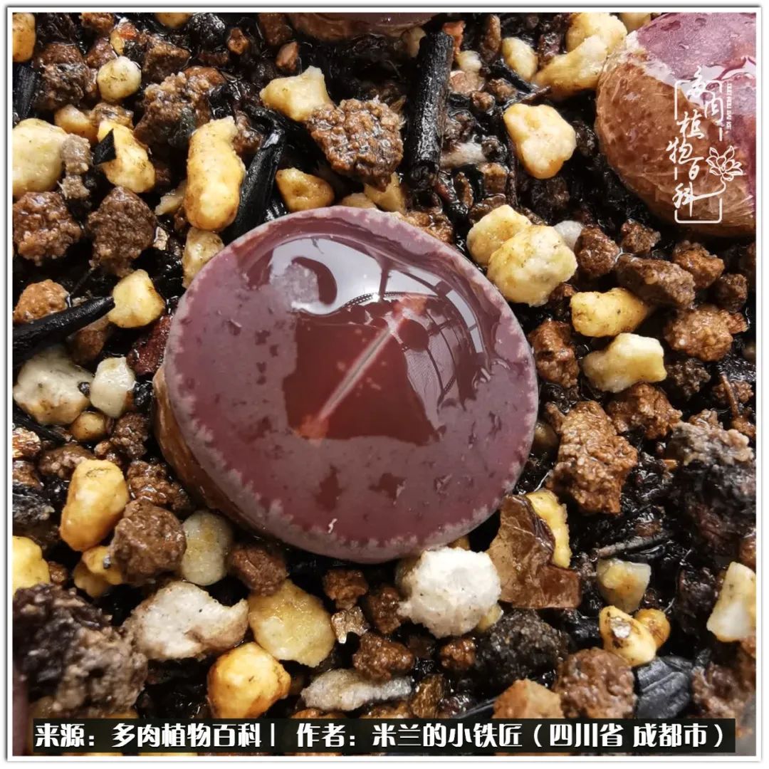 生石花好养吗怎么养护的,生石花的养殖方法和注意事项