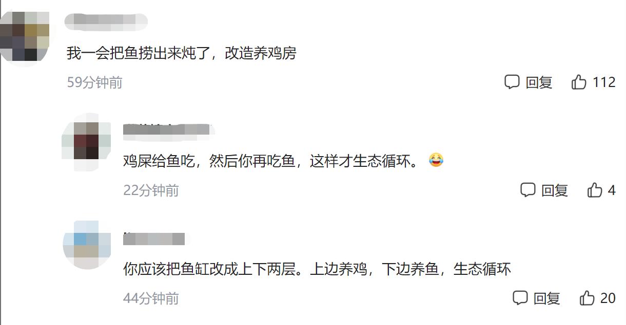 家里适合养的宠物鸡,适合室内养的宠物鸡