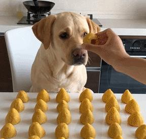 最值得被饲养的7种狗好养又不贵,便宜好养的6种狗经济实惠又可爱