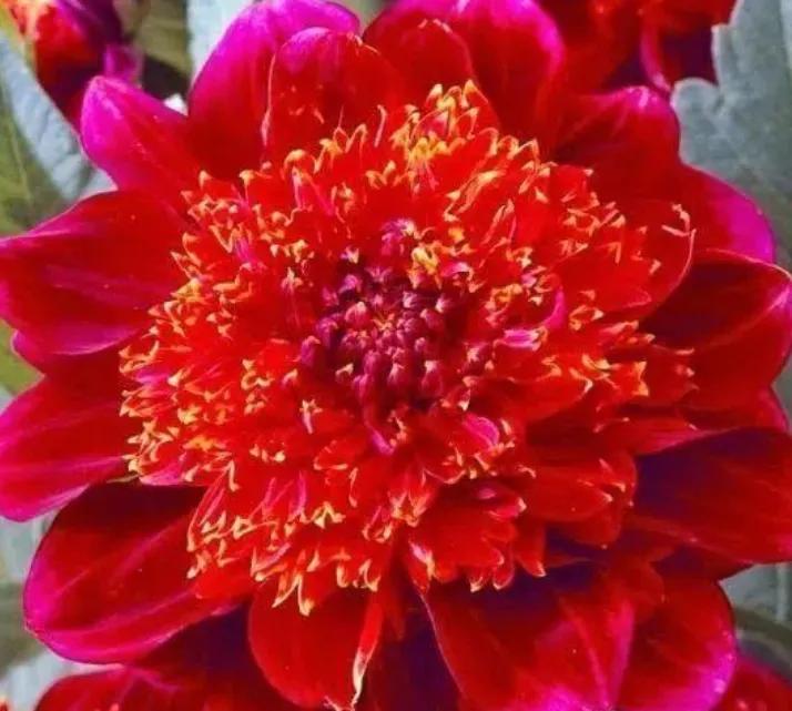 各种形态的花卉,30多种奇异的鲜花供你欣赏收藏