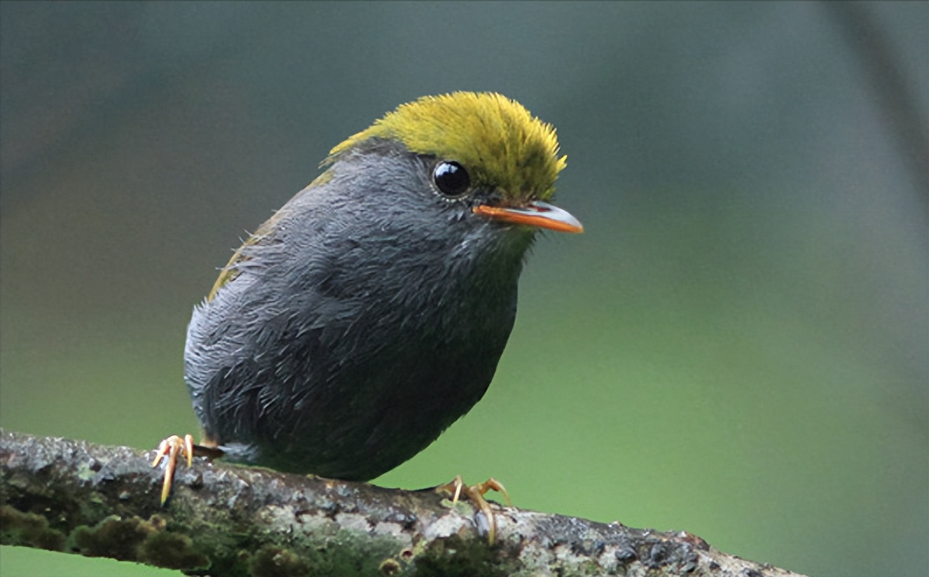 鸟儿大全高清图,高清珍稀鸟动态图片大全