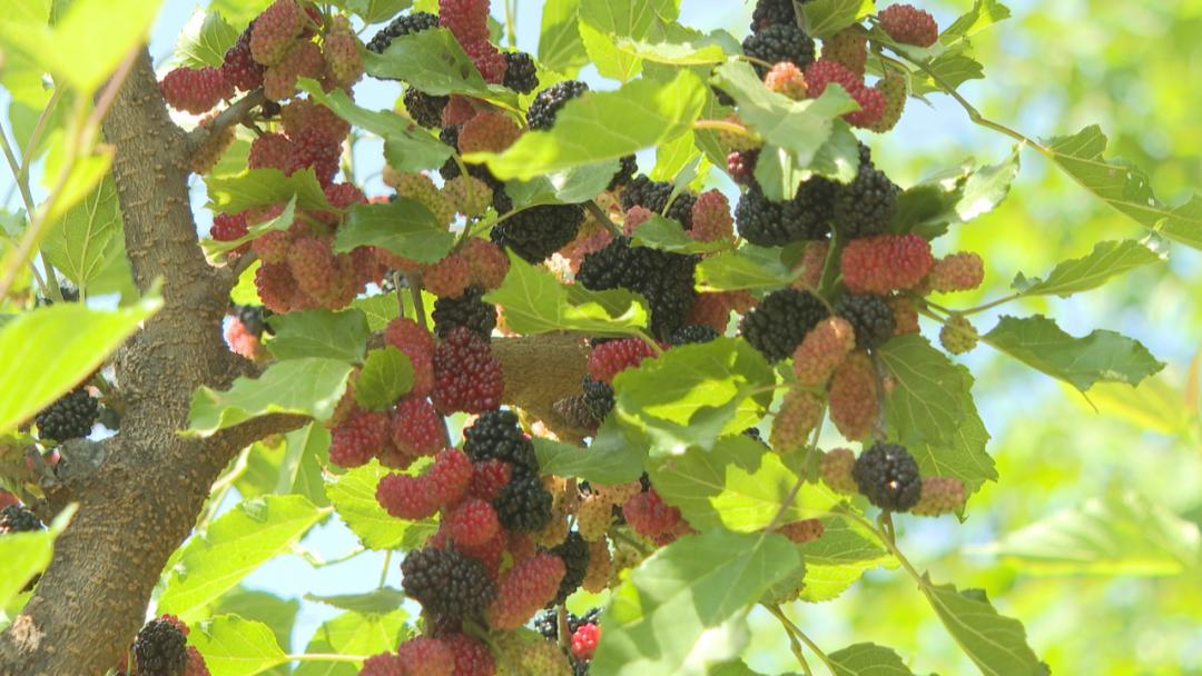 上寨村打造乡村振兴样板,鹿泉区南寨振兴农旅数字产业园