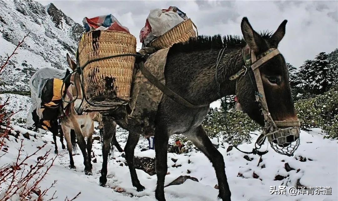 茶马古道茶叶铁盒价格,茶叶溯源之旅