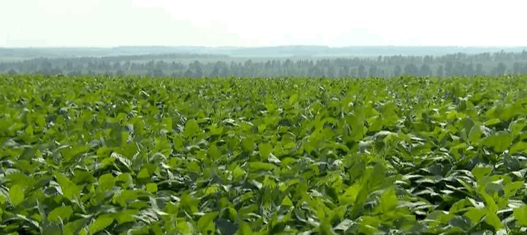 鏃ユ湰涓轰粈涔堝湪灞变笢绉熷湴,鏃ユ湰涓轰粈涔堝湪涓浗绉熷湴