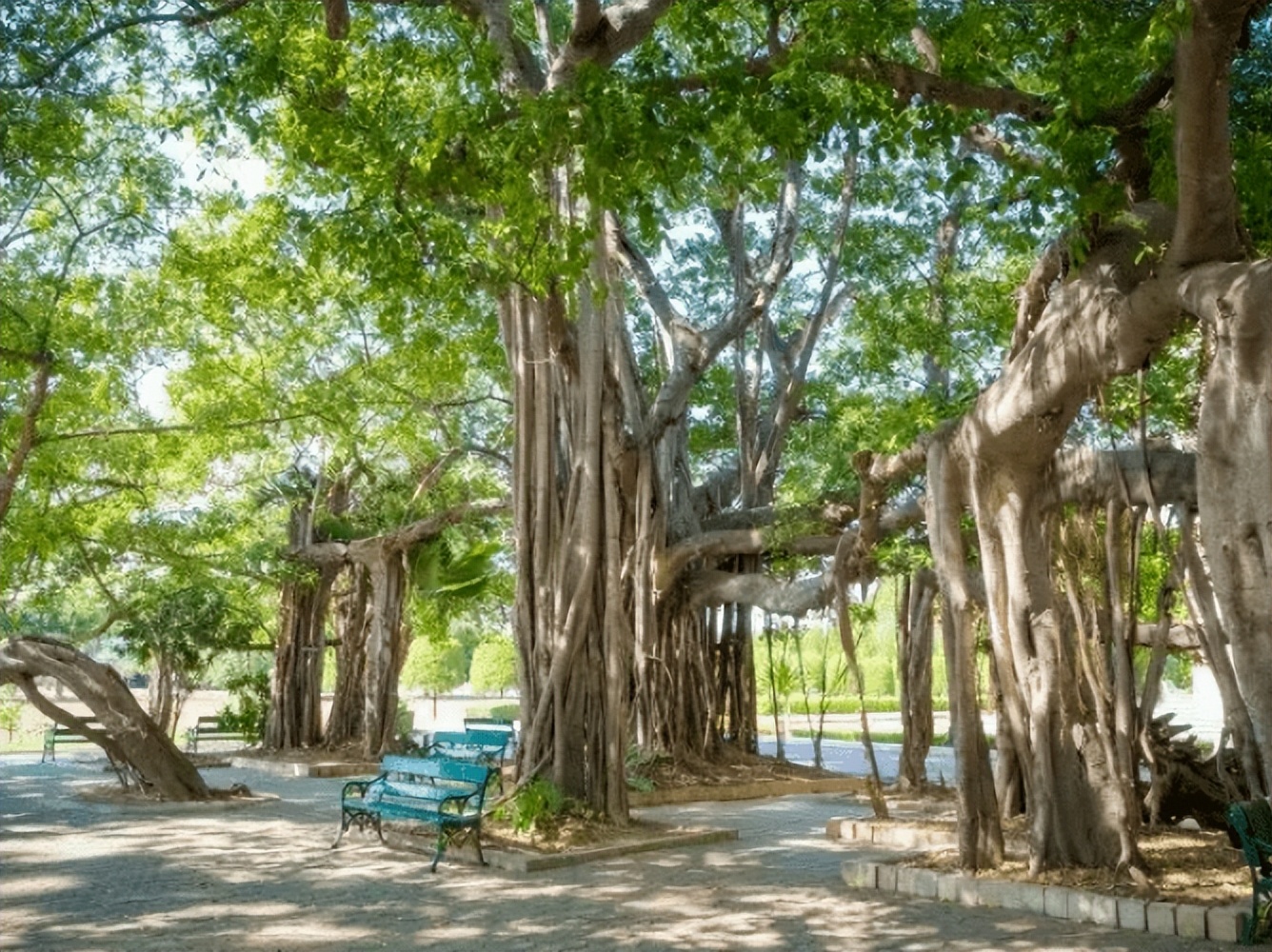 虱母仙民间故事,虱母仙的传说完整版