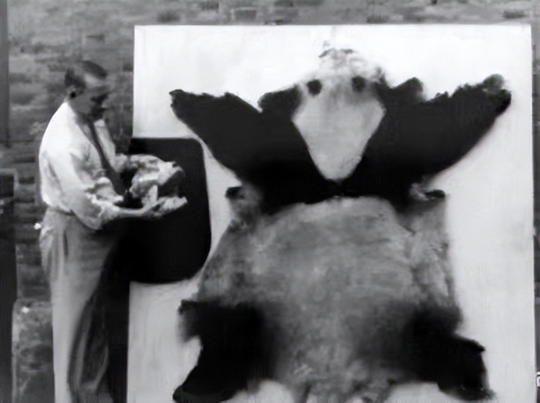 大熊猫丫丫出国前的样子,大熊猫丫丫还有几年回国