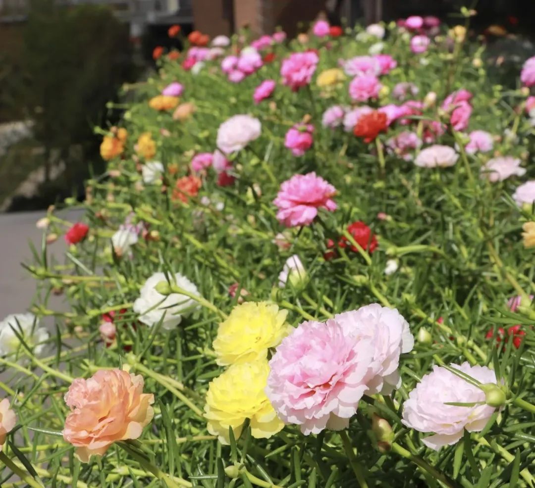 一年四季都可以开花的爆花机器,最好养的开花机器