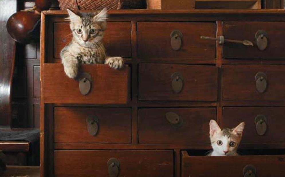 给狗做针灸的视频,带狗去针灸