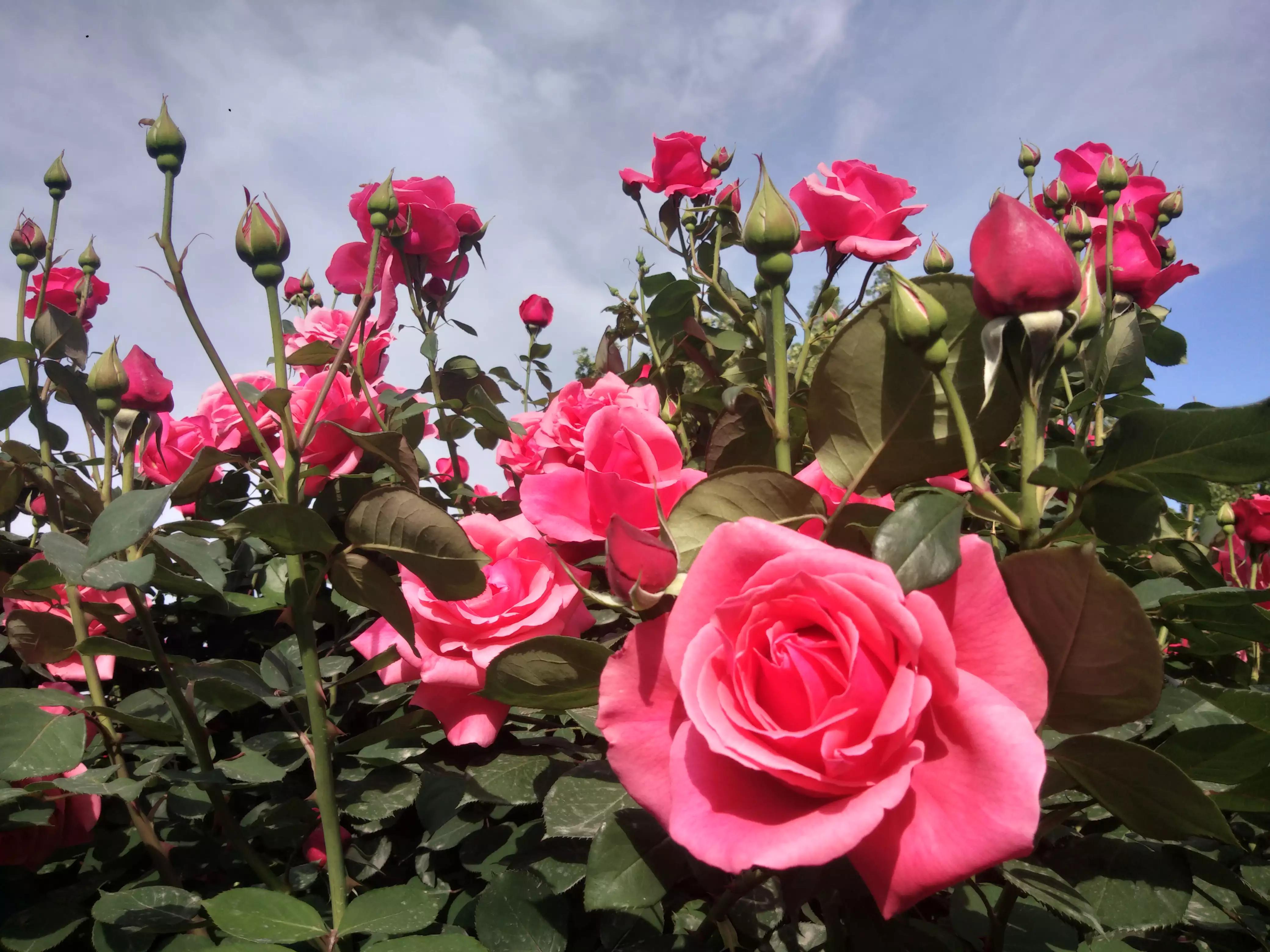 赠人玫瑰手有余香的英语,赠人玫瑰手有余香作文