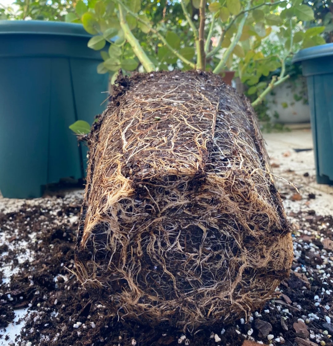 盆土粘稠能少浇水吗,盆土硬如石用什么泡水