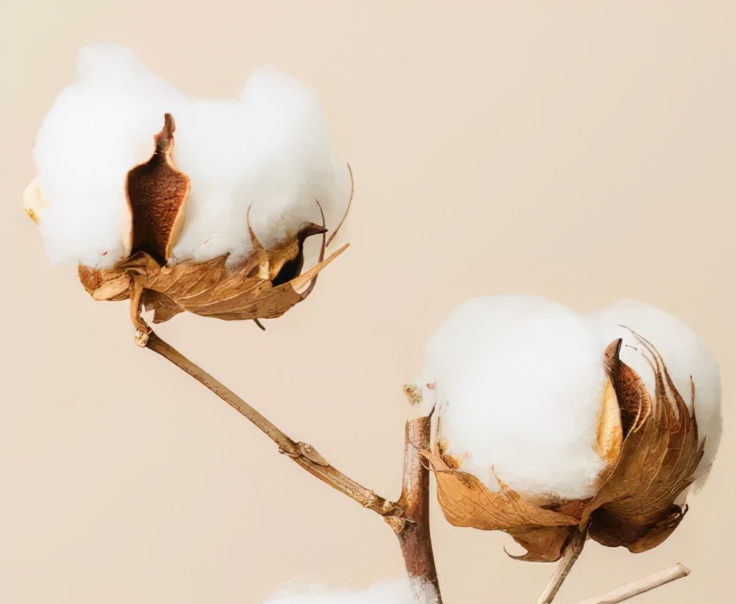 竹纤维地毯跟天丝地毯区别,植物纤维的地毯