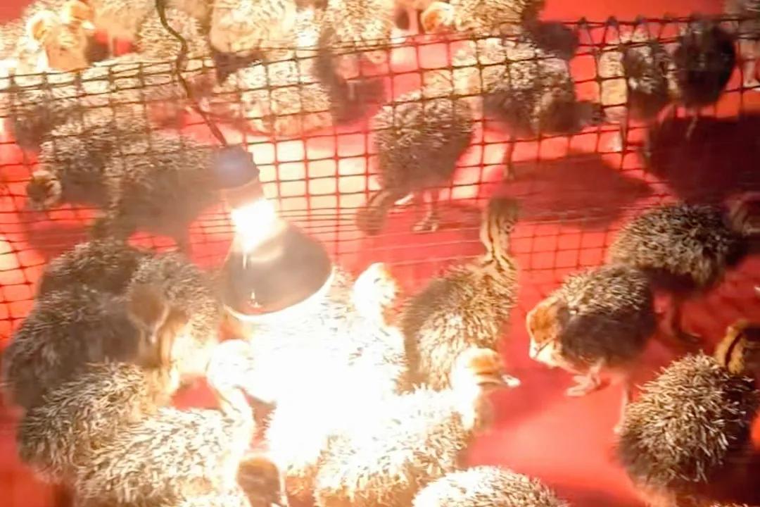 80后青年农民养殖鸵鸟,大学生回来养鸵鸟创业