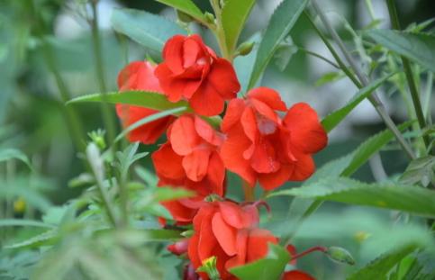 古代养护指甲的方法,古人怎么修指甲