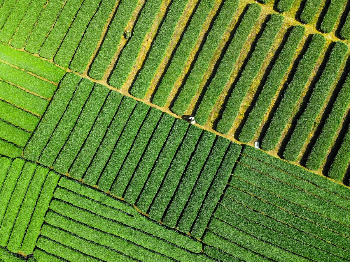 成都春天超美的地方,成都现在风景最美的地方