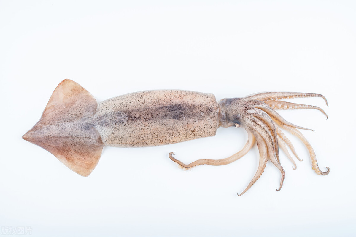 鱿鱼上的寄生虫能在人体存活么,大鱿鱼身体内侧可能有寄生虫吗