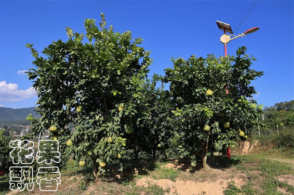 养殖十大暴利品种,暴利种植品种