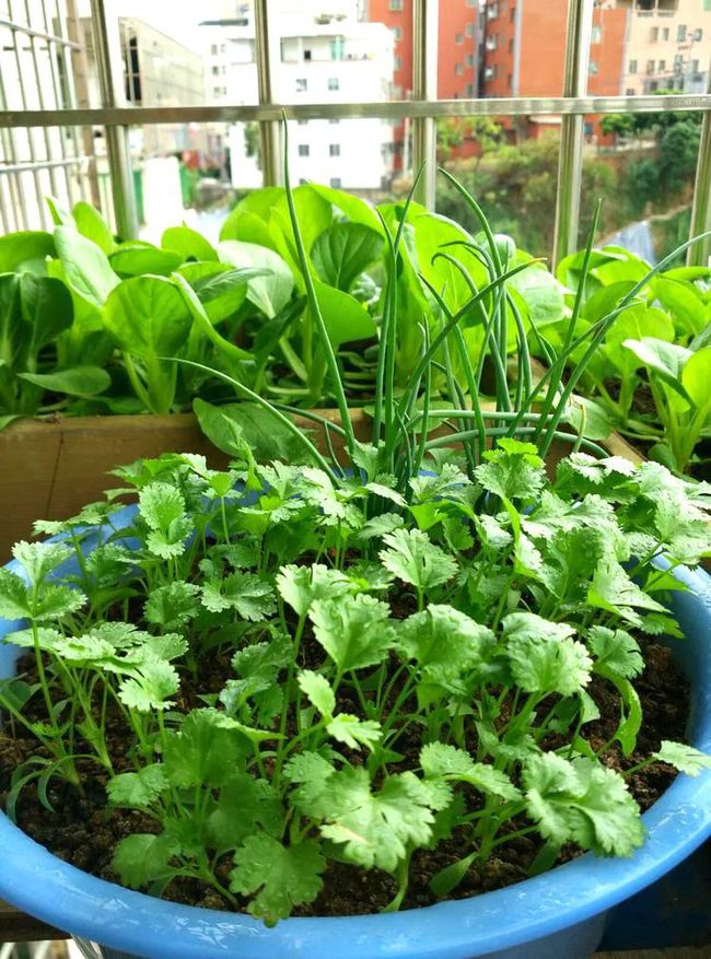 阳台种菜可以多茬采收,在阳台种菜最快采收的五种蔬菜