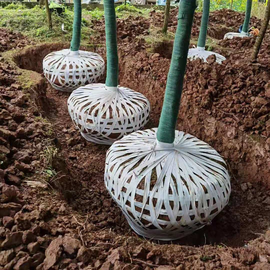 公路行道树修剪规范标准,关于道路行道树修剪的情况说明