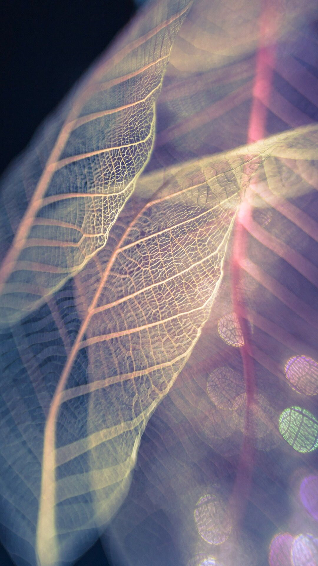 蝴蝶结亮晶晶壁纸,亮晶晶的壁纸