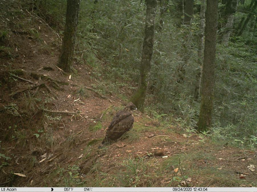 自然秘境大图鉴鸟类王国,奇妙大自然探秘鸟类世界