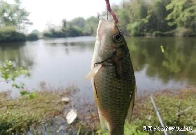 西南风鱼不开口什么风最适合钓鱼,为何西南风鱼不好钓