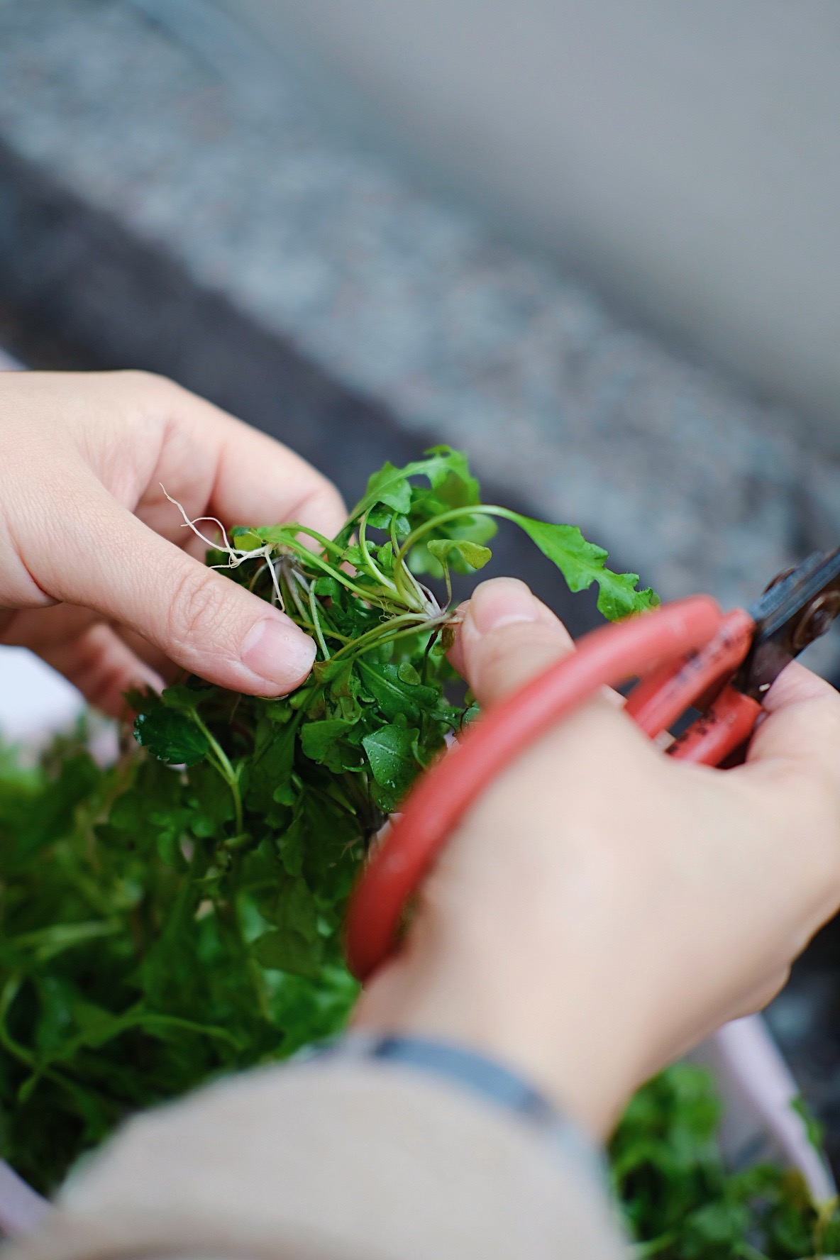 富春江河鲜,富春江诗词