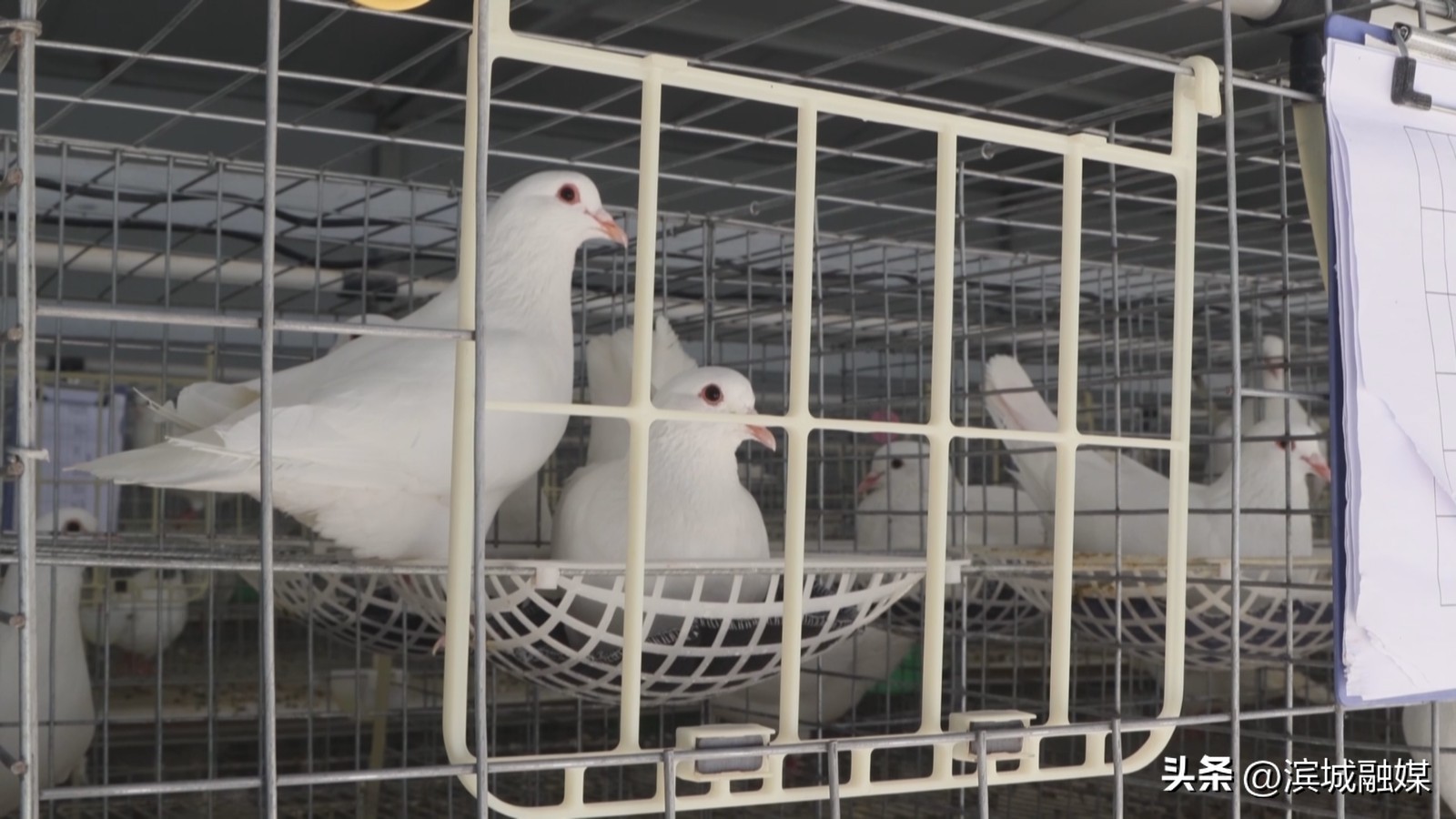 乡村振兴党建引领新做法人民日报,乡村振兴党建引领