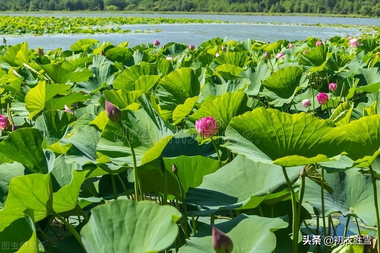 仲夏菡萏美诗七首赏读：一支菡萏瓣初张，五月初开菡萏花