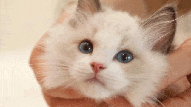 最好看最听话的猫是什么猫,最受欢迎的6种猫你家猫上榜了吗