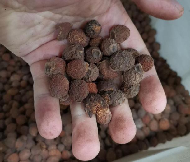 榕树种多久长高,榕树的根会发芽吗